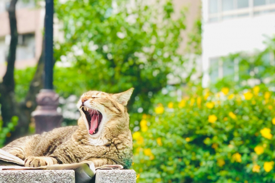 あくびの野良猫